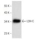 LDH-C Antibody (D-9) - Western Blotting - Image 148765 