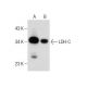 LDH-C Antibody (F-1) - Western Blotting - Image 283420