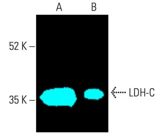 LDH-C Antibody (F-1) - Western Blotting - Image 401550 