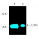LDH-C Antibody (F-1) - Western Blotting - Image 401550 