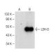 LDH-D Antibody (F-4) - Western Blotting - Image 147777 