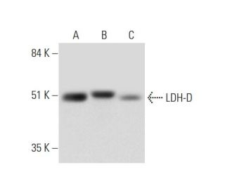 LDH-D Antibody (F-4) - Western Blotting - Image 325093 