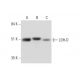 LDH-D Antibody (F-4) - Western Blotting - Image 325093 