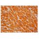LDH-D Antibody (G-8) - Immunohistochemistry - Image 313326 