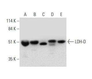 LDH-D Antibody (G-8) - Western Blotting - Image 325092 