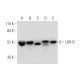 LDH-D Antibody (G-8) - Western Blotting - Image 325092 