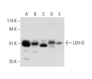 LDH-D Antibody (H-10) - Western Blotting - Image 325094 