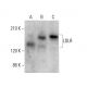 LDLR Antibody (B-10) - Western Blotting - Image 378714 