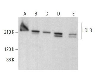 western blotting image from recommended LDLR (C7) monoclonal antibody replacement. Image 380733