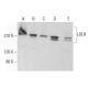 western blotting image from recommended LDLR (C7) monoclonal antibody replacement. Image 380733