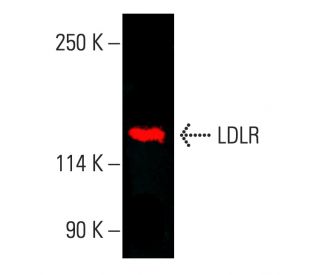 LDLR Antibody (C7) - Western Blotting - Image 403538