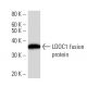 LDOC1 Antibody (2507C1a) - Western Blotting - Image 16488
