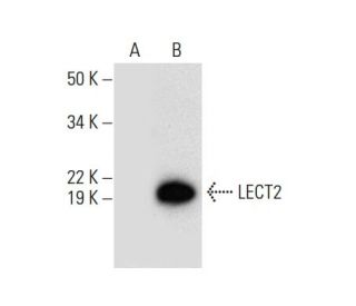 LECT2 Antibody (A-7) - Western Blotting - Image 300574