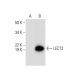 LECT2 Antibody (A-7) - Western Blotting - Image 300574