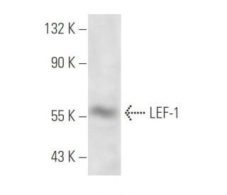 LEF-1 Antibody (REMB1) - Western Blotting - Image 14364 