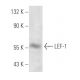 LEF-1 Antibody (REMB1) - Western Blotting - Image 14364 