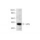 Lefty Antibody (D-6) - Western Blotting - Image 145520 