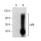 Lefty Antibody (D-6) - Western Blotting - Image 157572