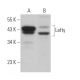 Lefty Antibody (D-6) - Western Blotting - Image 364556 