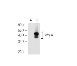 Lefty Antibody (F-11) - Western Blotting - Image 93704 