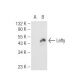Lefty Antibody (F-11) - Western Blotting - Image 93702 
