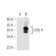 Lefty Antibody (F-11) - Western Blotting - Image 93704 