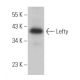 Lefty Antibody (F-11) - Western Blotting - Image 364555