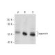 Legumain Antibody (F-10) - Western Blotting - Image 131264