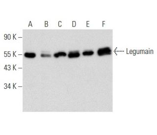Legumain Antibody (B-8) - Western Blotting - Image 356926