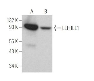 LEPREL1 Antibody (B-9) - Western Blotting - Image 371950 