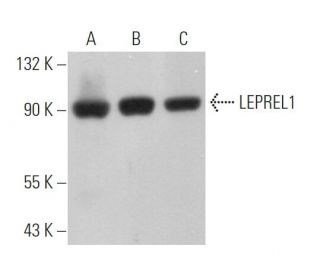 LEPREL1 Antibody (H-4) - Western Blotting - Image 369765 