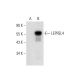 LEPREL4 Antibody (F-7) - Western Blotting - Image 318026 