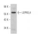 LEPREL4 Antibody (F-7) - Western Blotting - Image 371308