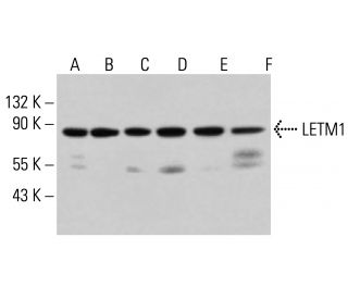 LETM1 Antibody (D-11) - Western Blotting - Image 314070 