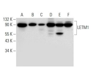 LETM1 Antibody (D-5) - Western Blotting - Image 305831 
