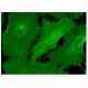 leupaxin Antibody (B-2) - Immunofluorescence - Image 160312 