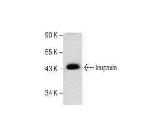 leupaxin Antibody (B-2) - Western Blotting - Image 159879 