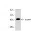 leupaxin Antibody (B-2) - Western Blotting - Image 159879 