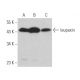 leupaxin Antibody (B-2) - Western Blotting - Image 365445