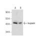 leupaxin Antibody (F-12) - Western Blotting - Image 160492