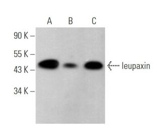 leupaxin Antibody (F-12) - Western Blotting - Image 374329 