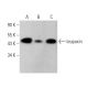 leupaxin Antibody (F-12) - Western Blotting - Image 374329 