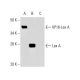 Lex A Antibody (2-12) - Western Blotting - Image 5626