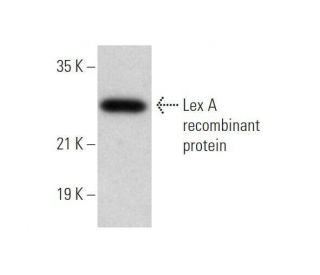Lex A Antibody (2-12) - Western Blotting - Image 353090 