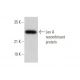 Lex A Antibody (2-12) - Western Blotting - Image 353090 