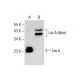 Lex A Antibody (C-11) - Western Blotting - Image 287908