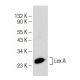 Lex A Antibody (E-7) - Western Blotting - Image 146846