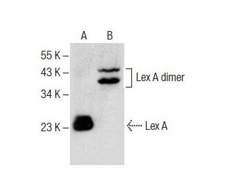 western blotting image from recommended Lex A (C-11) monoclonal antibody replacement. Image 287908