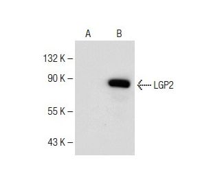 LGP2 Antibody (C-9) - Western Blotting - Image 150583