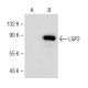 LGP2 Antibody (C-9) - Western Blotting - Image 150583
